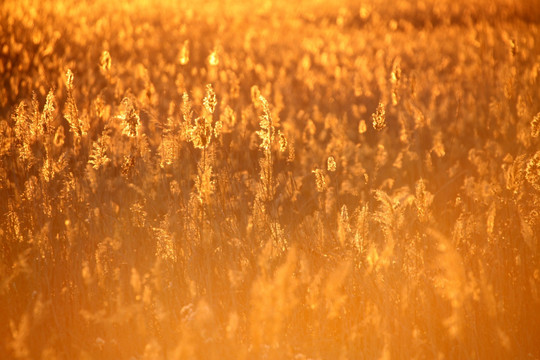 芦苇 逆光摄影 湿地 芦苇花