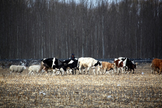 农田 放牧 牛 羊 牛羊 农业