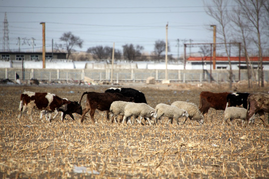 牛 羊 牛羊 农业