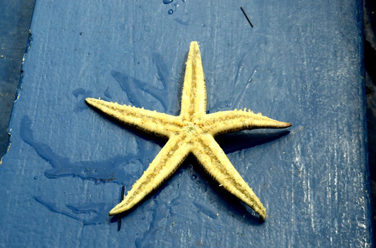 海鲜 海星