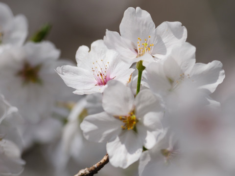 樱花花朵特写