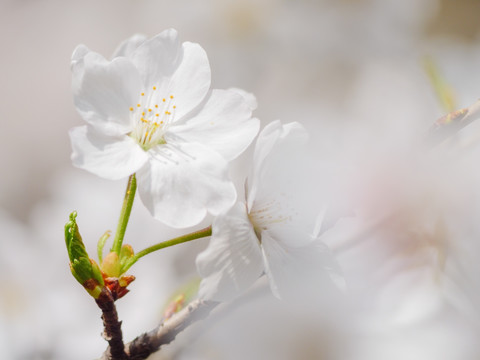 白色樱花 花瓣特写