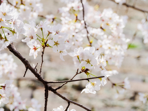 樱花