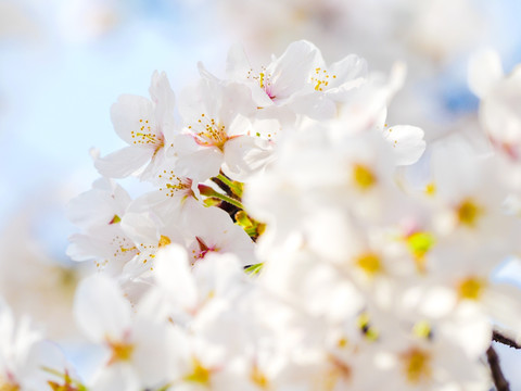 白色樱花 花瓣特写