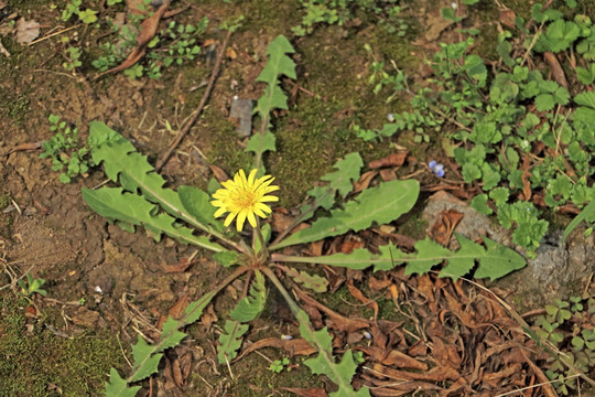 野地上的蒲公英