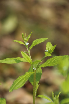 斑种草