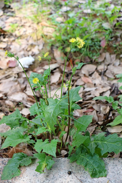 黄鹌菜植株