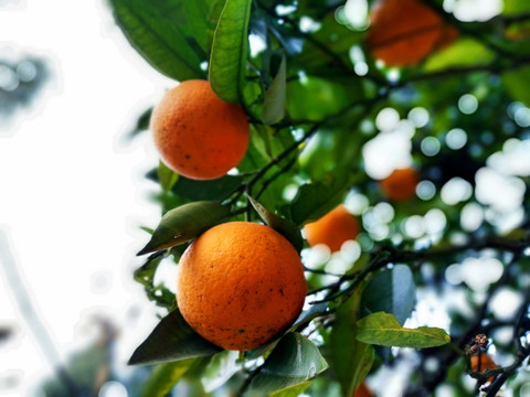 橘子 橙子 水果