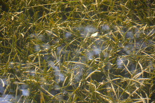 水草