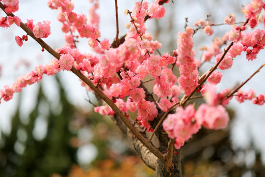 梅花盛开 春天素材