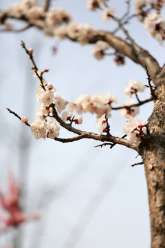 梅花 树枝 开花 春天素材