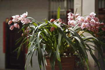 大花蕙兰