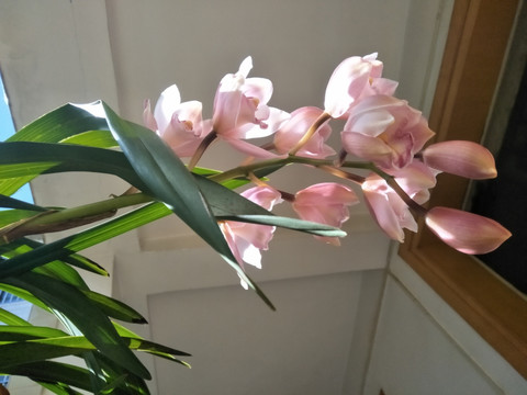 大花蕙兰
