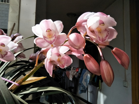 大花蕙兰