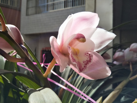 大花蕙兰