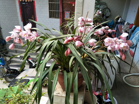 大花蕙兰