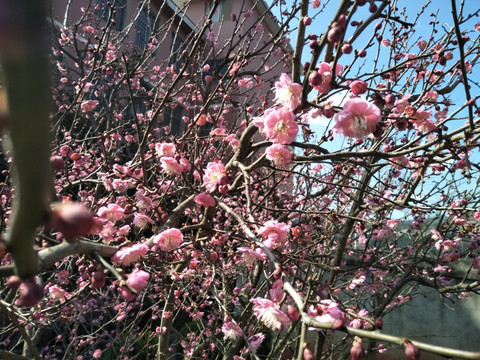 梅花