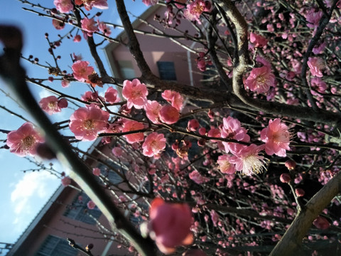 梅花