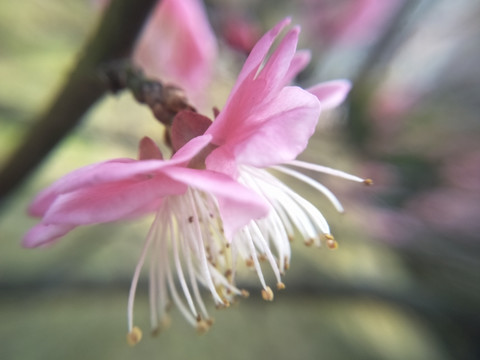 梅花
