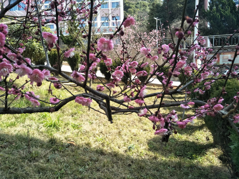 梅花