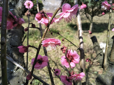 梅花