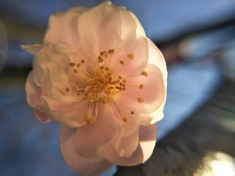 梅花
