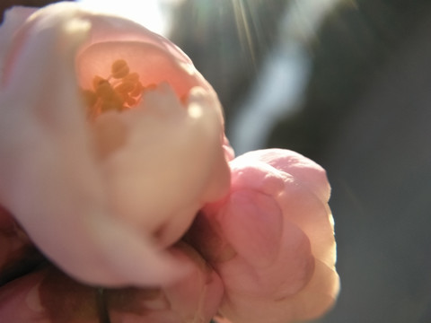 梅花