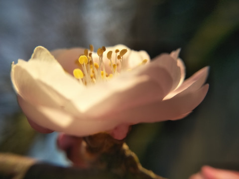 梅花