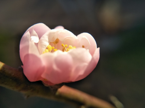 梅花