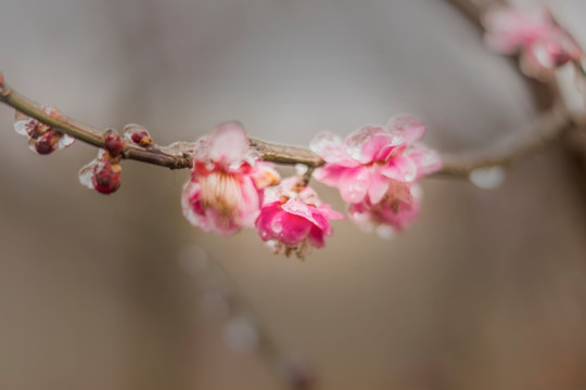 梅花