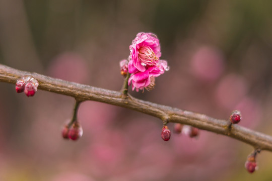 梅花