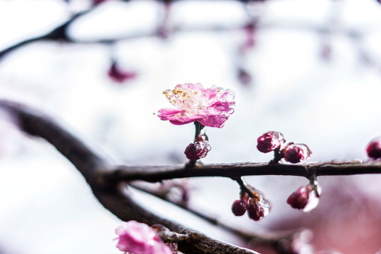 梅花