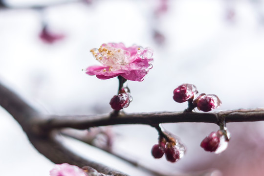 梅花