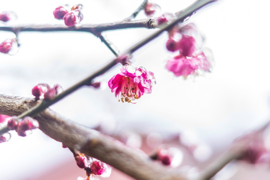 梅花