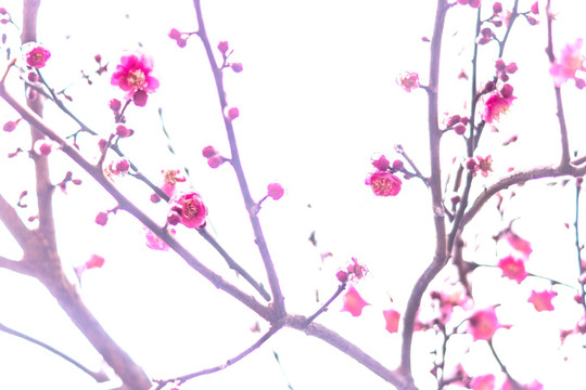 梅花