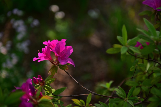 杜鹃花