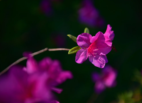 杜鹃花