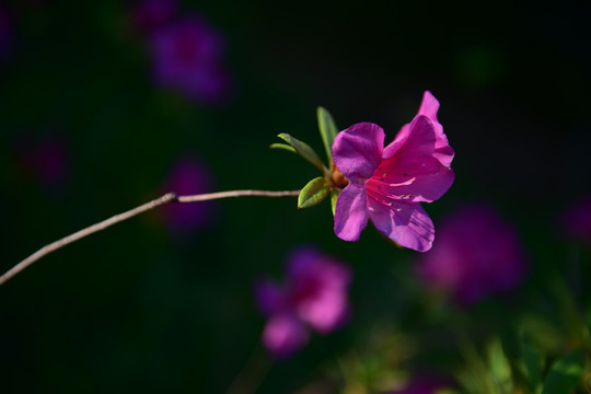 杜鹃花