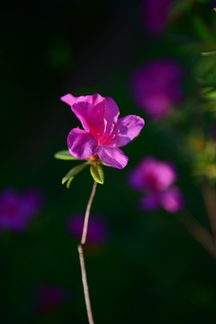 杜鹃花