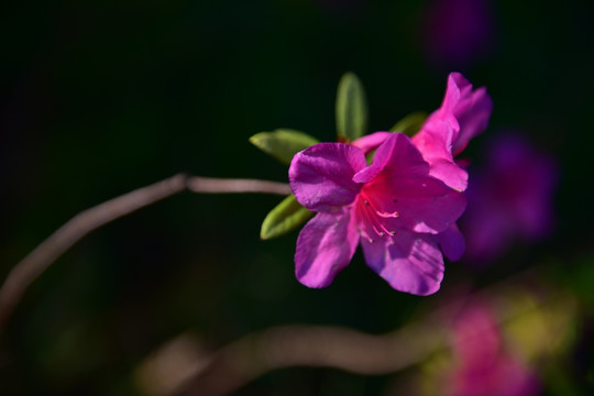 杜鹃花