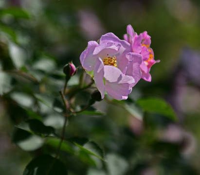 蔷薇花
