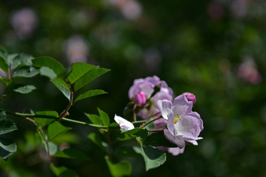 蔷薇花