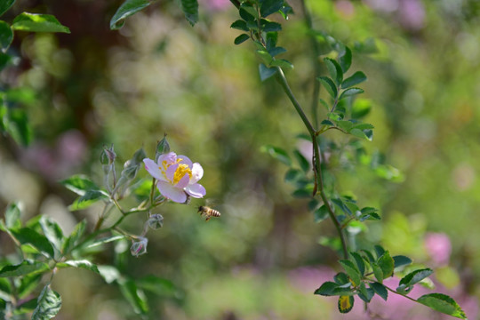 蔷薇花