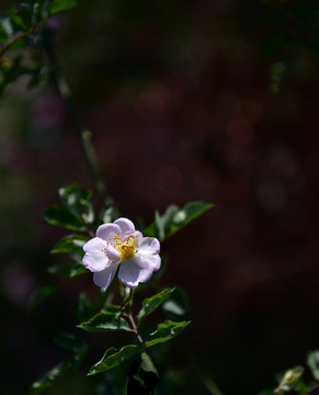 蔷薇花