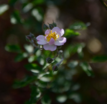 蔷薇花