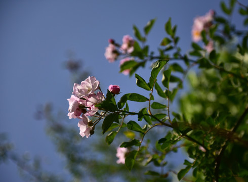 蔷薇花