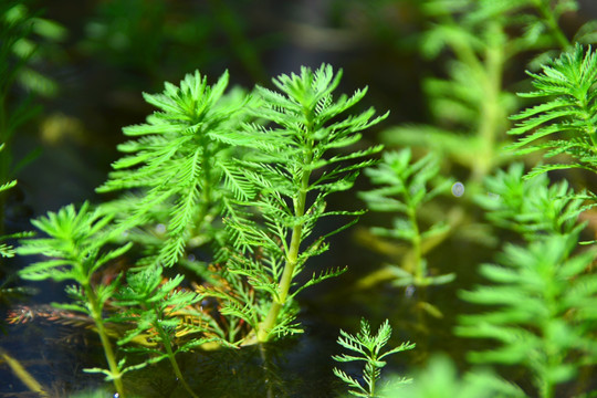 湿地水草 野草 狐尾藻