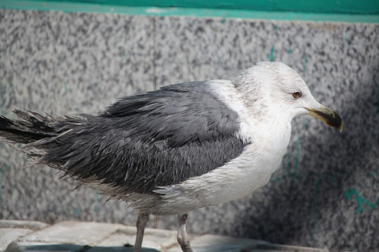 鸟 野生鸟