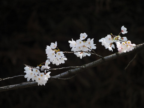 白色樱花