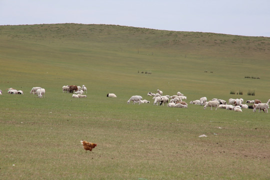 内蒙草原羊群和鸡